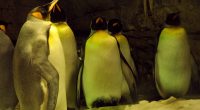 Sleeping Penguins686966996 200x110 - Sleeping Penguins - Sumatran, Sleeping, Penguins